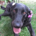 Lucy Yost - @lucethepupper - Instagram