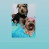 Lucyene silva - @lucyene_789 - TikTok