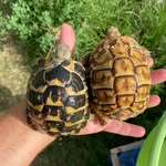 Luigi Arena - @testudo_mutazioni - Instagram