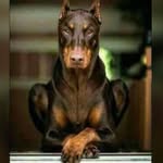 Luigi Tedesco - @luigi.tedesco1952 - Instagram