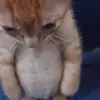 Luis Arce - @luis.aa117 - TikTok