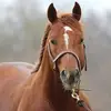 Luis Armas - @luis.armas97 - TikTok