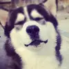 L.A - @luisarzu980 - TikTok