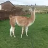 Luis Catacora - @luis.catacora17 - TikTok