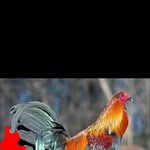 Salvador Celedón - @luis_celedon__ - Instagram