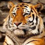 Luis Coreas - @luiscoreas2011 - Instagram