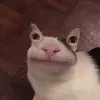 Luis Flecha - @luis.flecha7 - TikTok