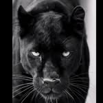 FULANITO🐆🦉🤑🙏🏼 - @luis_fula92 - Instagram
