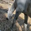 horse 🐎 - @luisamingates - TikTok