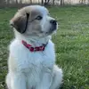 Luis guallpa - @l.guallpa - TikTok