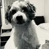 Luis Guallpa - @luisguallpa28 - TikTok