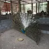 luis interiano - @luis.interiano31 - TikTok