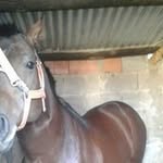 Luis Lobos - @lobos7540 - Instagram