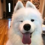 Luis Mackenzie - @luismackenzie2 - Instagram