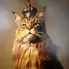 Luis Masson - @luis.masson - TikTok