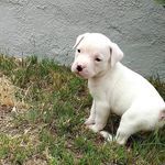 Luis Morfin - @luis.morfin.94801 - Instagram
