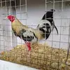 luisofarrill0 - @luis.ofarrill4 - TikTok