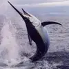 Luis Oramas - @luis.oramas3 - TikTok
