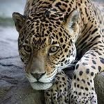Luis Pajon - @pajon.luis - Instagram