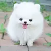 luisadepetrillo - @luisadepetrillo - TikTok