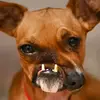 Luis Piñero - @luis.piero37 - TikTok
