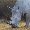 🦏🦏ROBLES 🦏🦏🦏 - @luisrobles765 - TikTok
