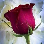 Luis Rogers - @luisrogers742 - Instagram