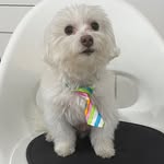 Luis Rogers - @luis_rogers_dog_extraordinaire - Instagram