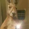 Luis Rosal - @luis.rosal52 - TikTok