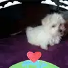 Luis Rua - @luisrua2 - TikTok