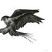 Luis Serodio - Facebook