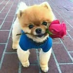 loius - @luisshepard4444111 - Instagram