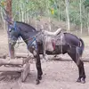 antonio2021 - @luissobalvarro629 - TikTok