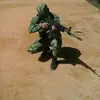 Luis Sopo - @luissopo - TikTok