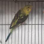 Aviario Luis Stewart Perozo - Facebook