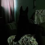 Luis Tafolla - @ltafolla833733 - Instagram