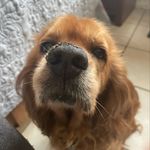 Luis Tristán - @luis.tristan13 - Instagram