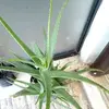 Luis Uitz - @luis.uitz - TikTok