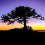 @luis.ursua - Instagram