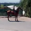 luis - @luisvaldivia337 - TikTok