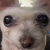 Luis - @luisvilleda232 - TikTok