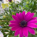 Luisa Accardo - Facebook