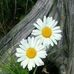 Luisa Barba - Facebook