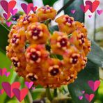 Luisa Chang - Facebook