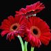 Luisa Clark - Facebook