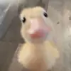 luisa.davidd - @luisa.davidd - TikTok