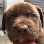 Caty Dog - @luisa_hamiltone - Instagram