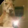 Luisa Mata - @luisa.mata16 - TikTok