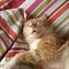 Thompson Luisa - @thompson.luisa - TikTok
