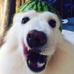 Luisito Rey - @luisitopapirey57 - Instagram